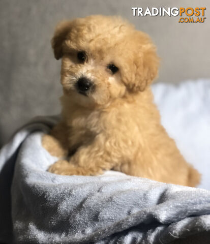 Absolutely Gorgeous Malshipoo Puppies