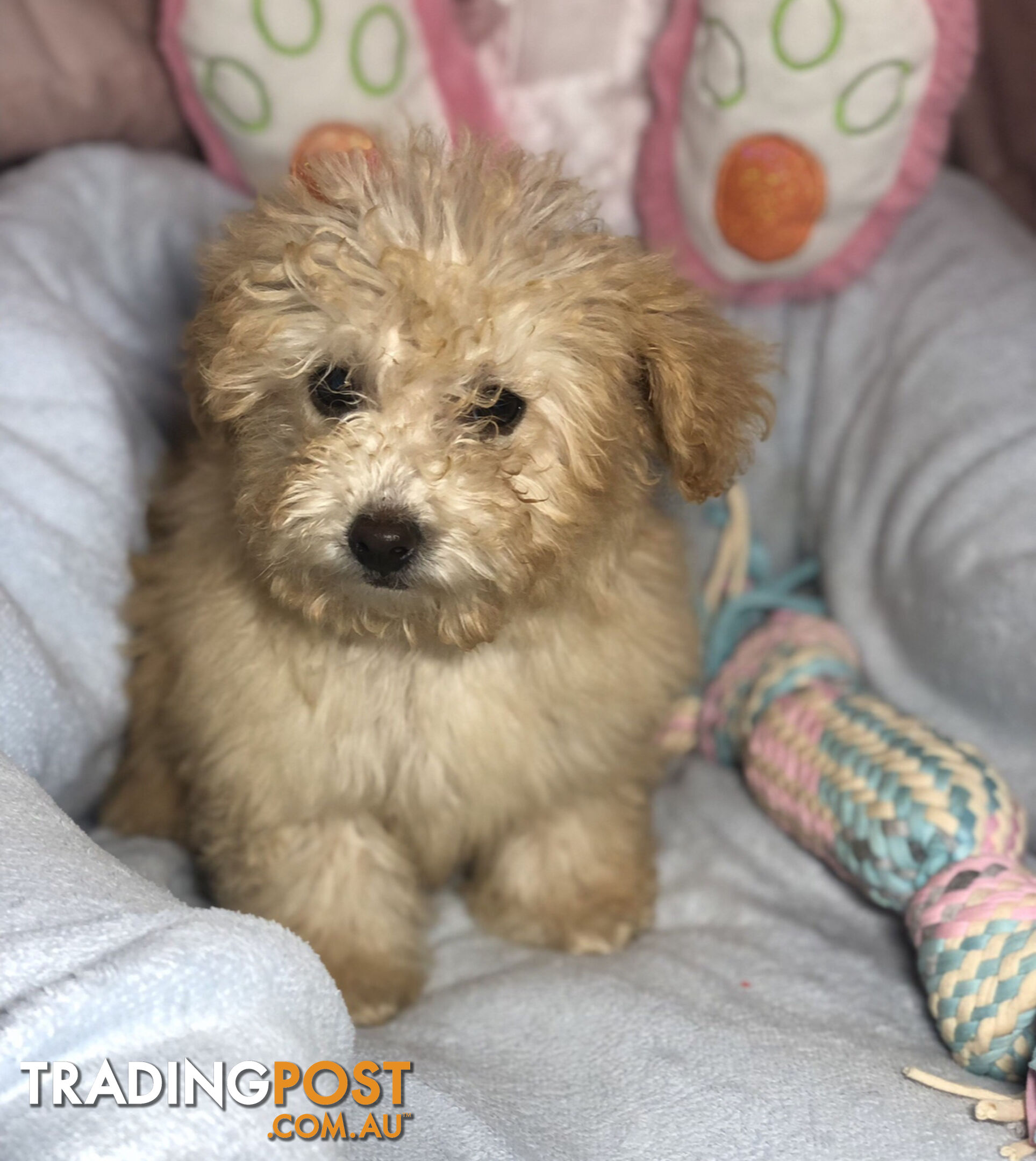 Absolutely Gorgeous Malshipoo Puppies