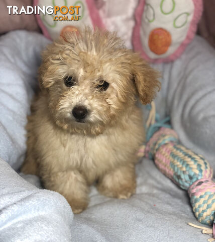 Absolutely Gorgeous Malshipoo Puppies