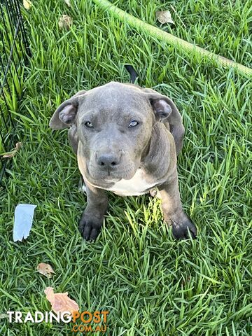 American Blue Staffy Puppies