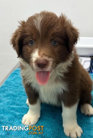 Pure Bred Border Collies