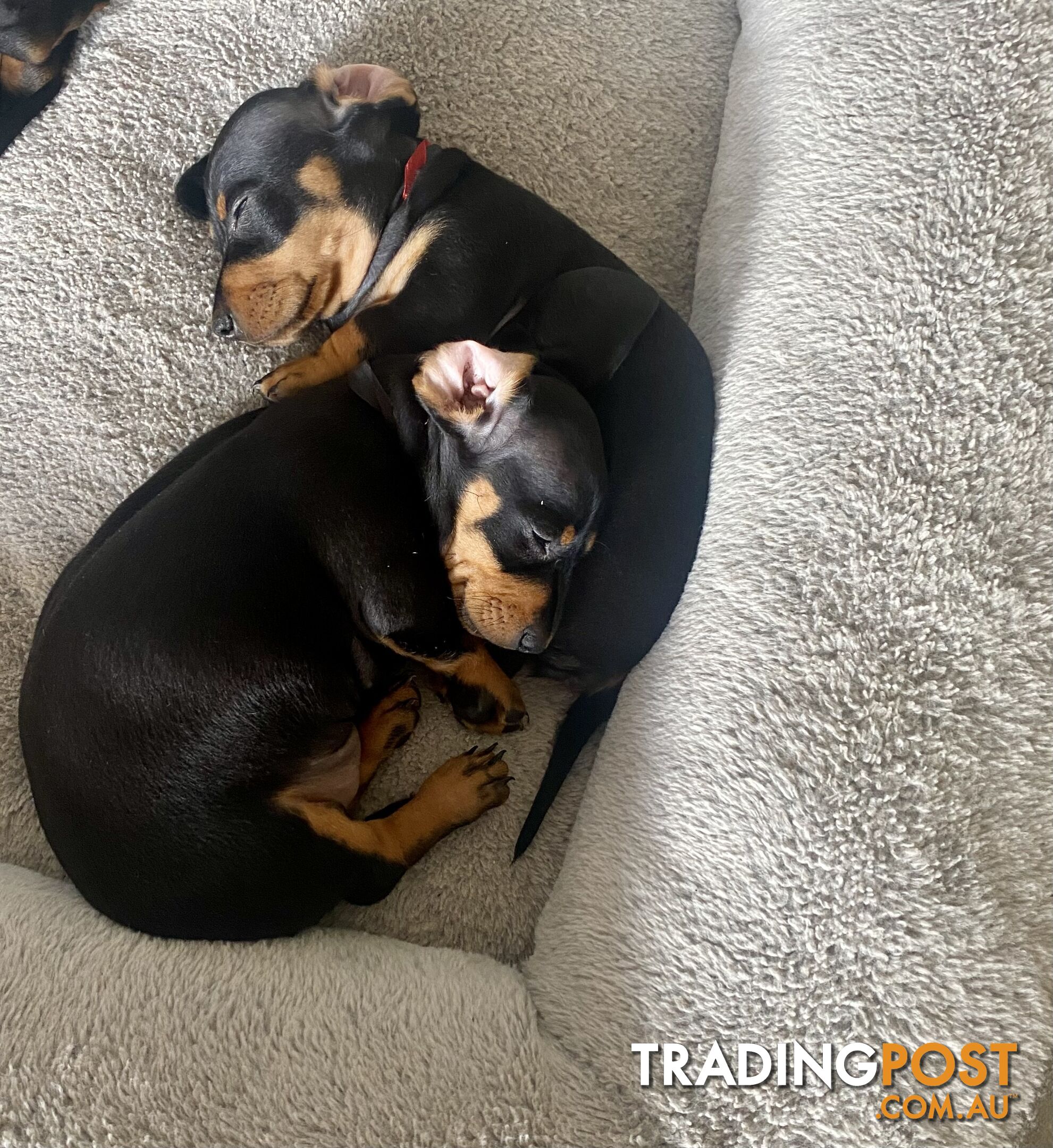 2 female miniature dachshund