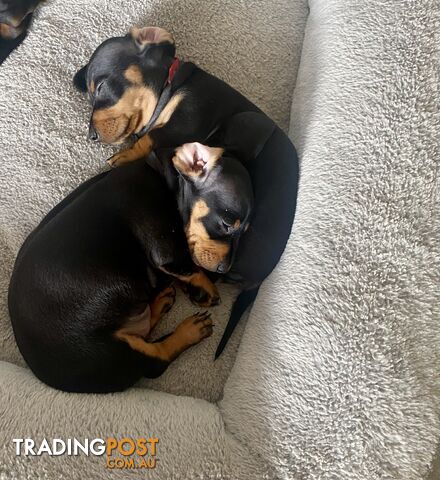 2 female miniature dachshund