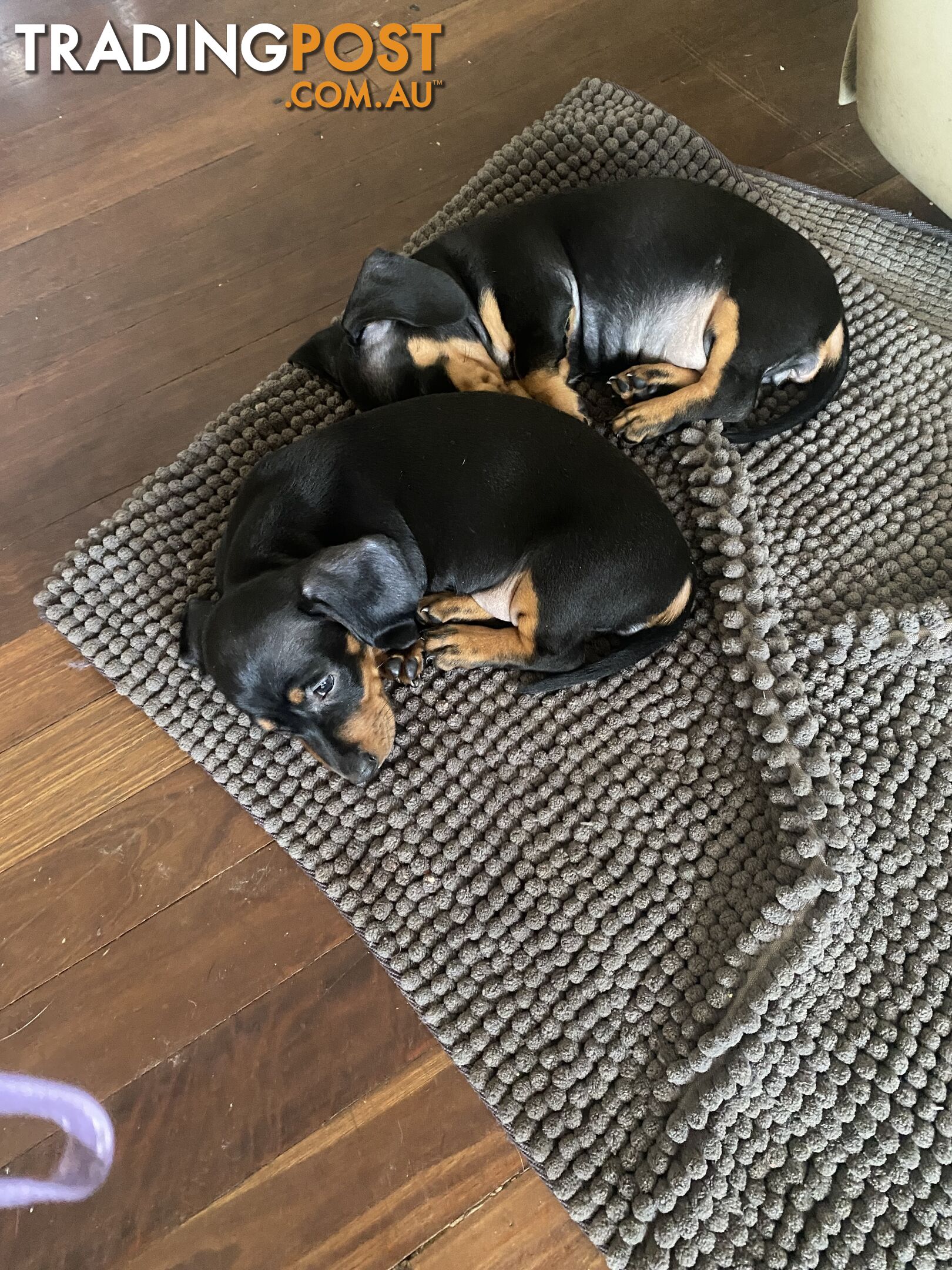 2 female miniature dachshund