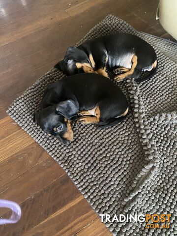 2 female miniature dachshund