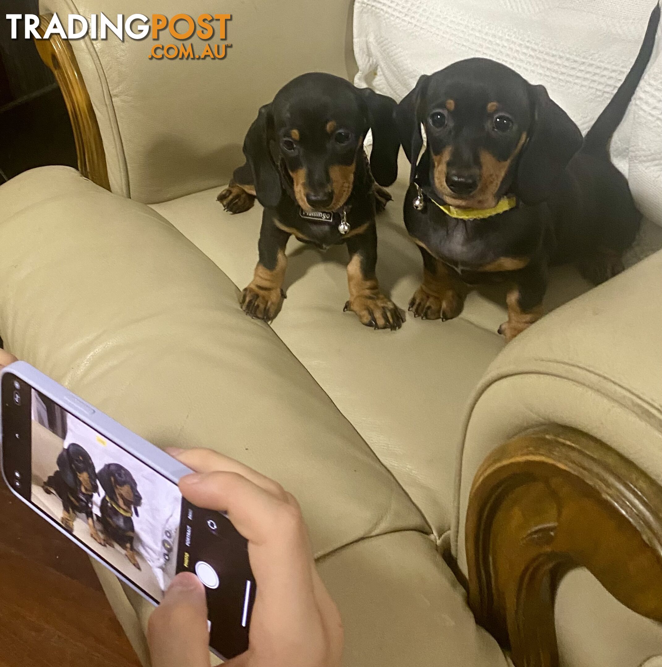 2 female miniature dachshund