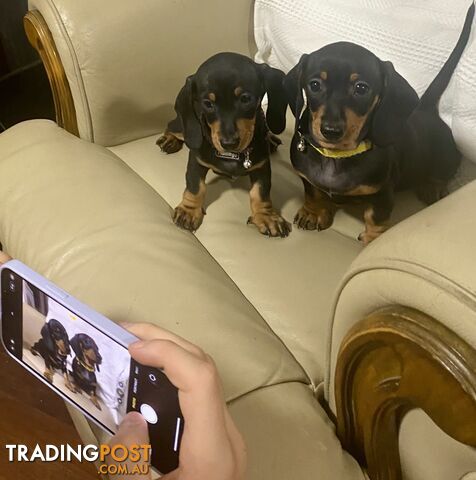 2 female miniature dachshund