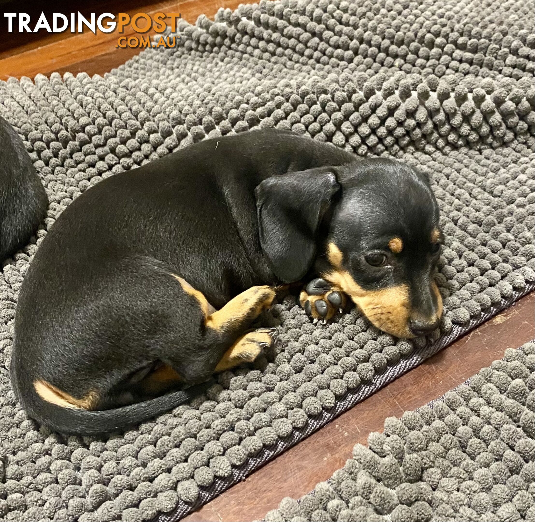 2 female miniature dachshund