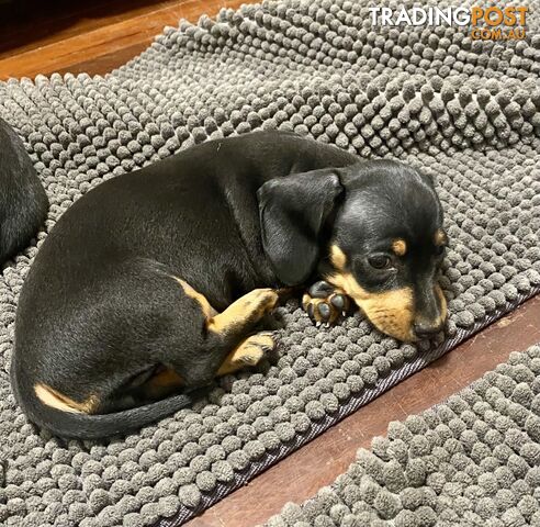 2 female miniature dachshund