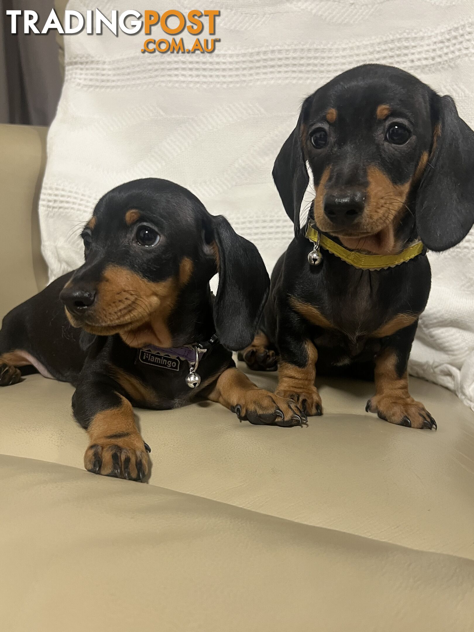 2 female miniature dachshund