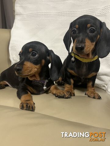 2 female miniature dachshund