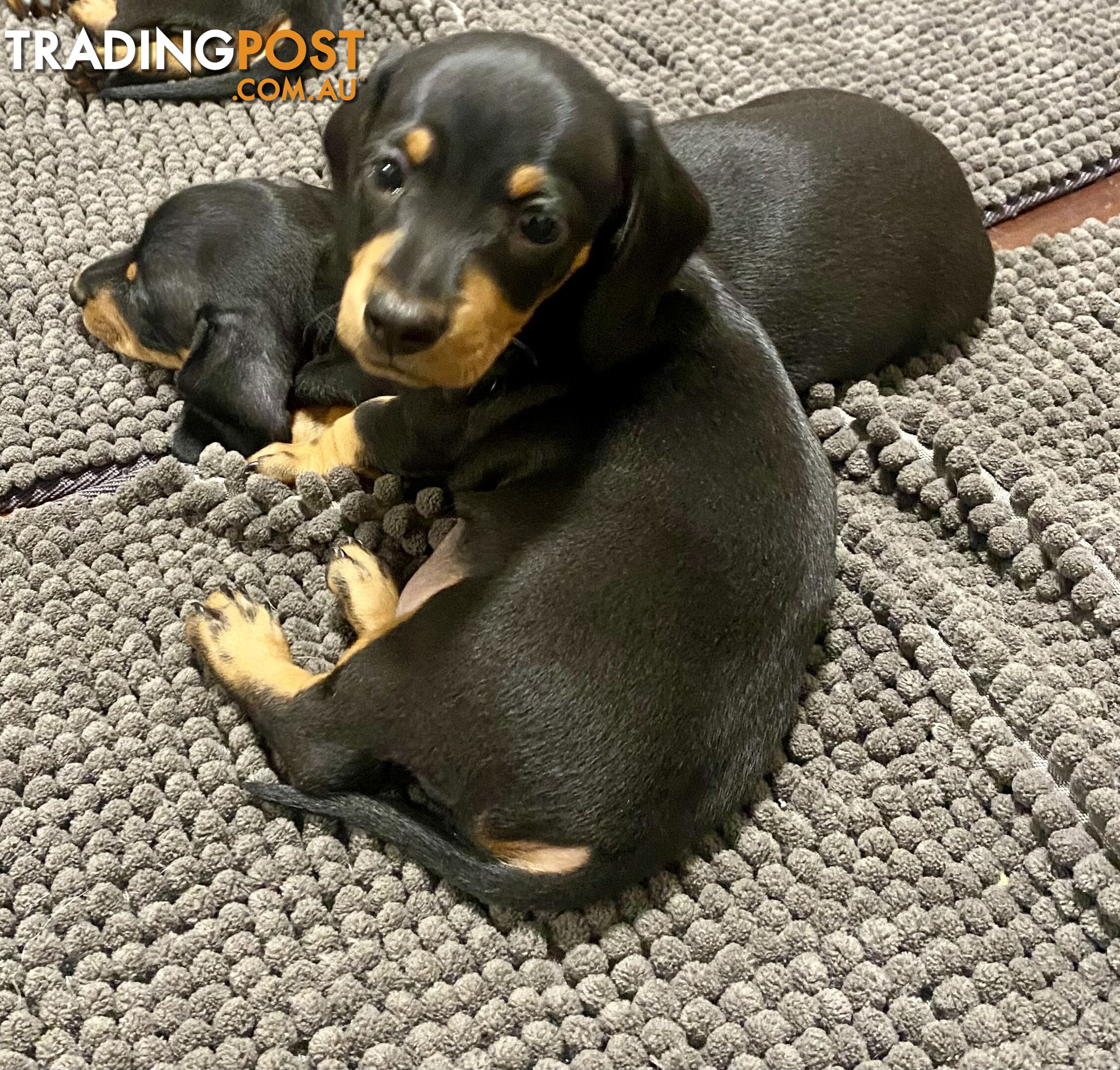 2 female miniature dachshund