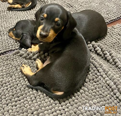 2 female miniature dachshund