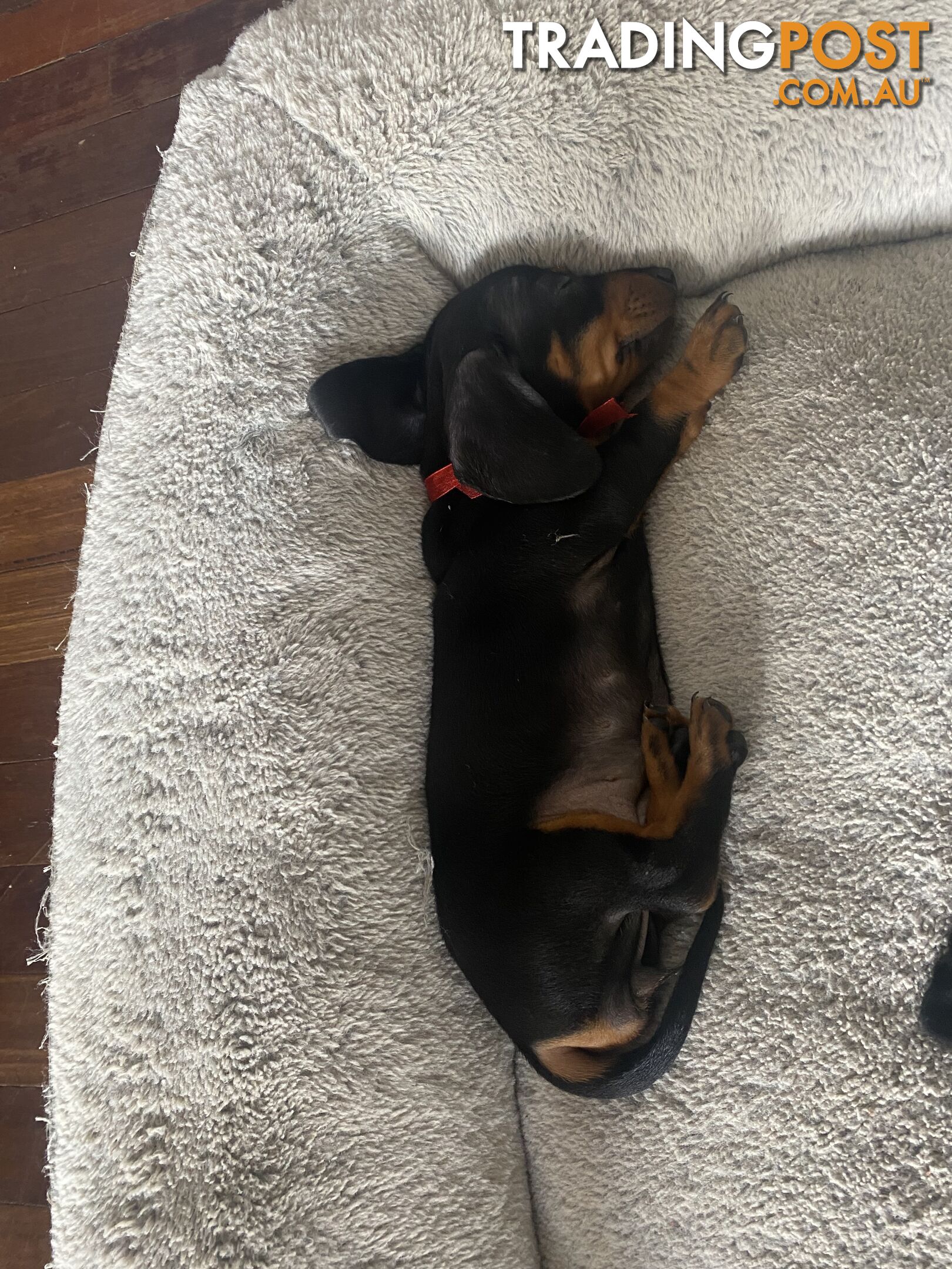 2 female miniature dachshund