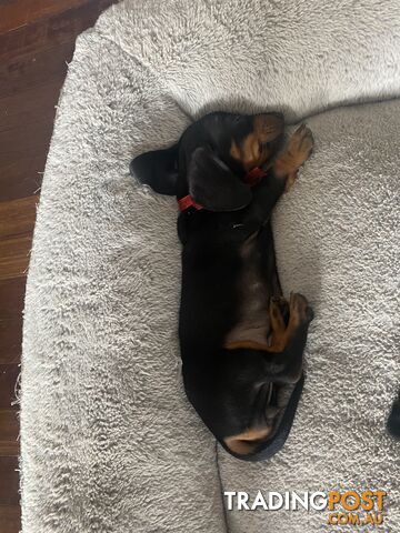 2 female miniature dachshund