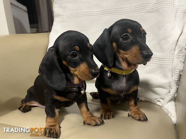 2 female miniature dachshund