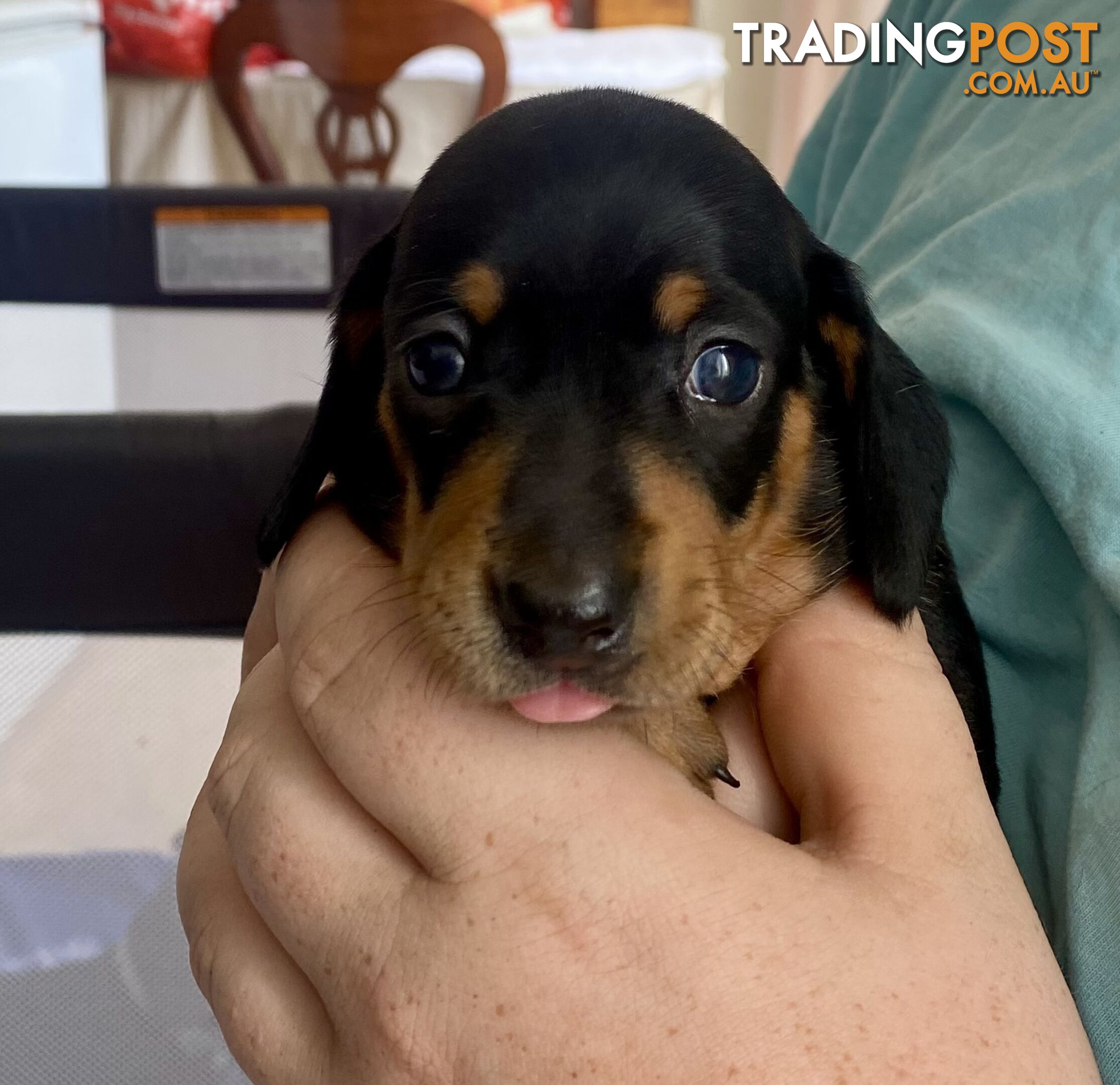 2 female miniature dachshund