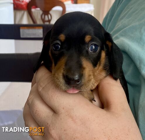 2 female miniature dachshund