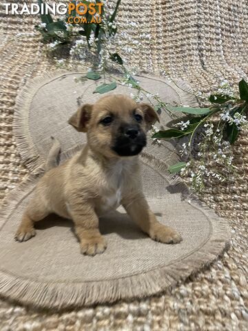 Cairn Terrier/Scottish highland terrier X Jack Russell