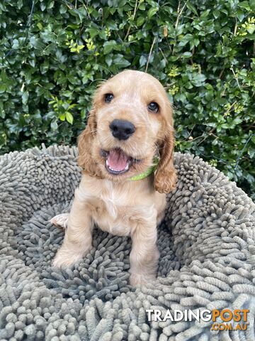 Pure Bred English Cocker Spaniels! Ready now! 8 weeks old