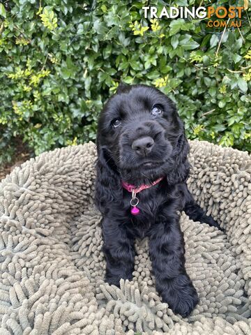 Pure Bred English Cocker Spaniels! Ready now! 8 weeks old