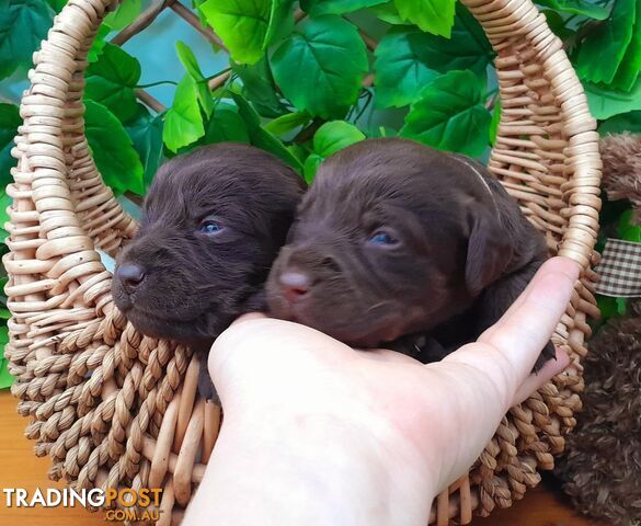 Labradoodle Puppies, Chocolate and Cream!