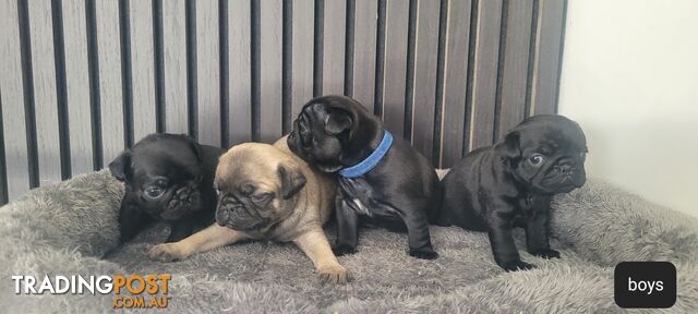 🐾 PUREBRED PUG PUPPIES AVAILABLE 🐾