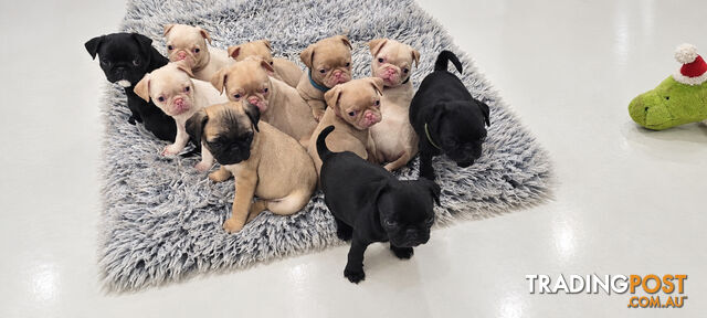 🐾 PUREBRED PUG PUPPIES AVAILABLE 🐾