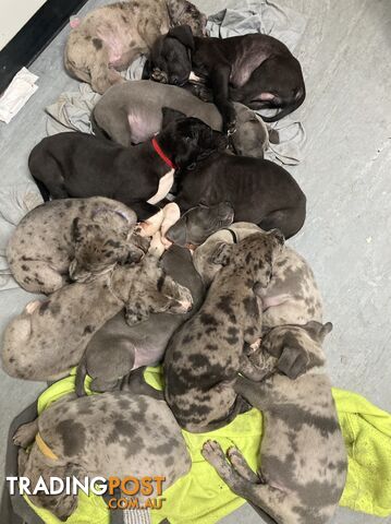 Stunning great Dane catahoula puppies
