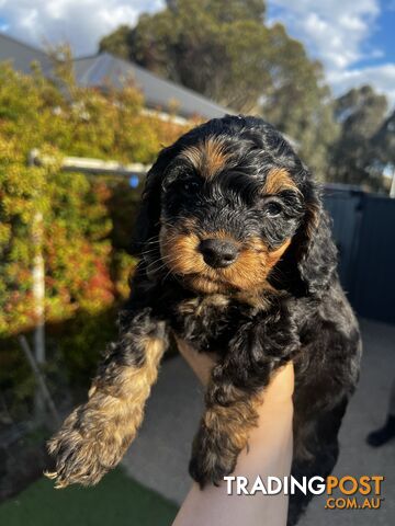 Toy Cavoodle Puppy