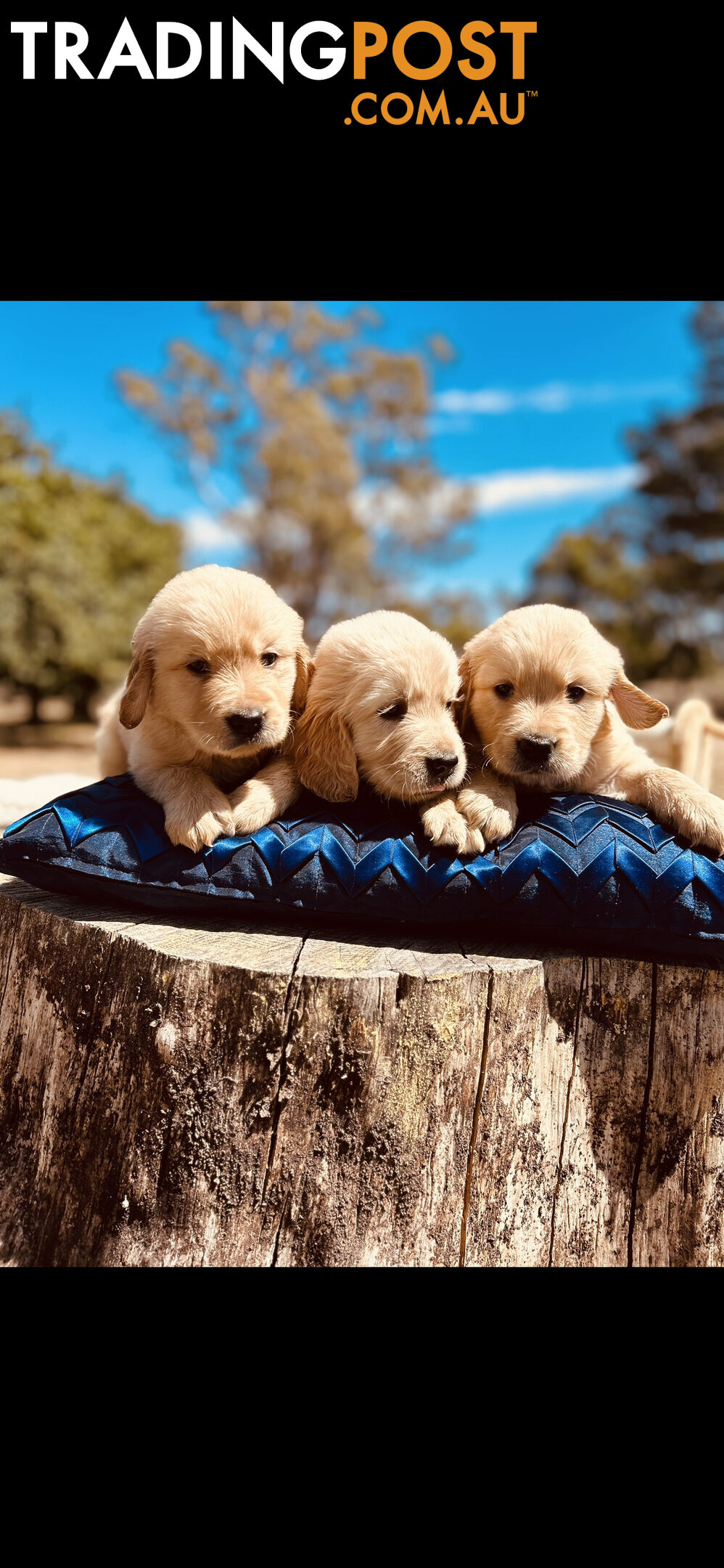 Golden Retriever puppies