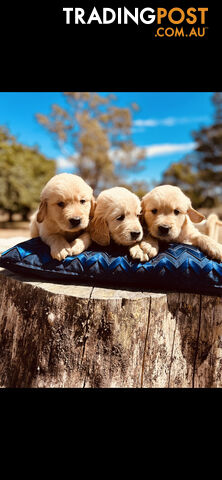 Golden Retriever puppies