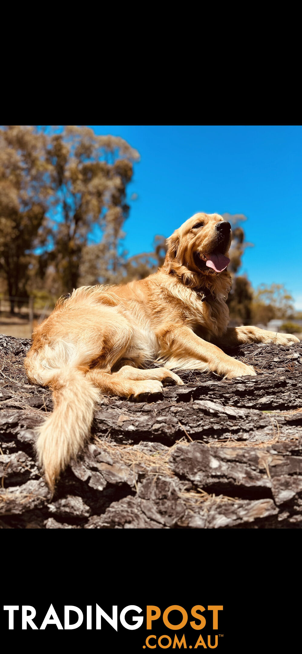 Golden Retriever puppies