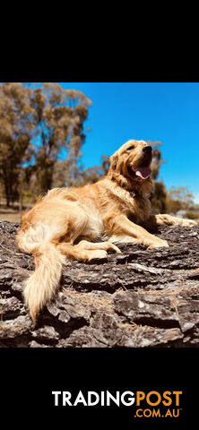 Golden Retriever puppies