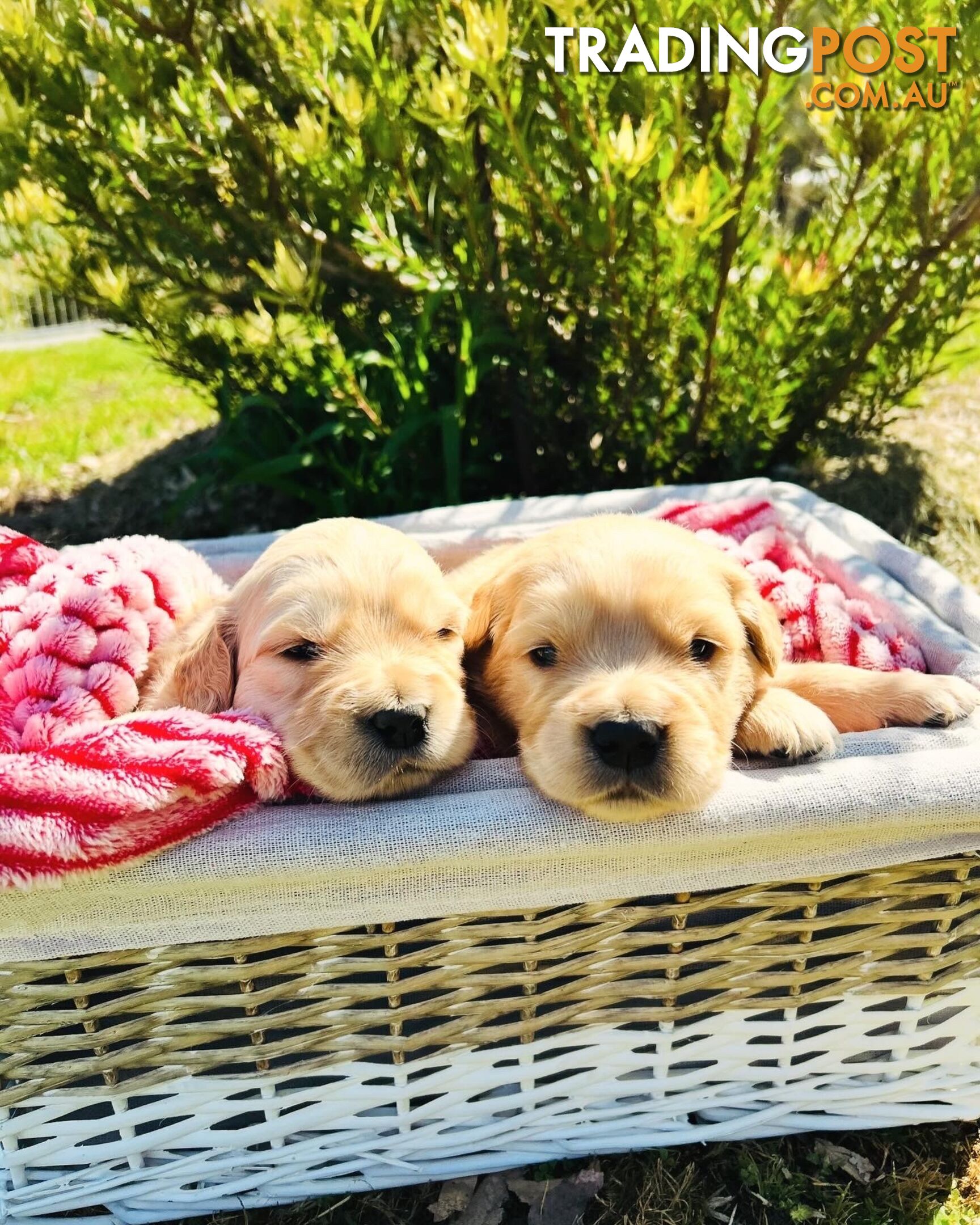 Golden Retriever puppies