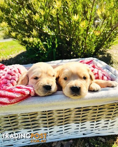 Golden Retriever puppies