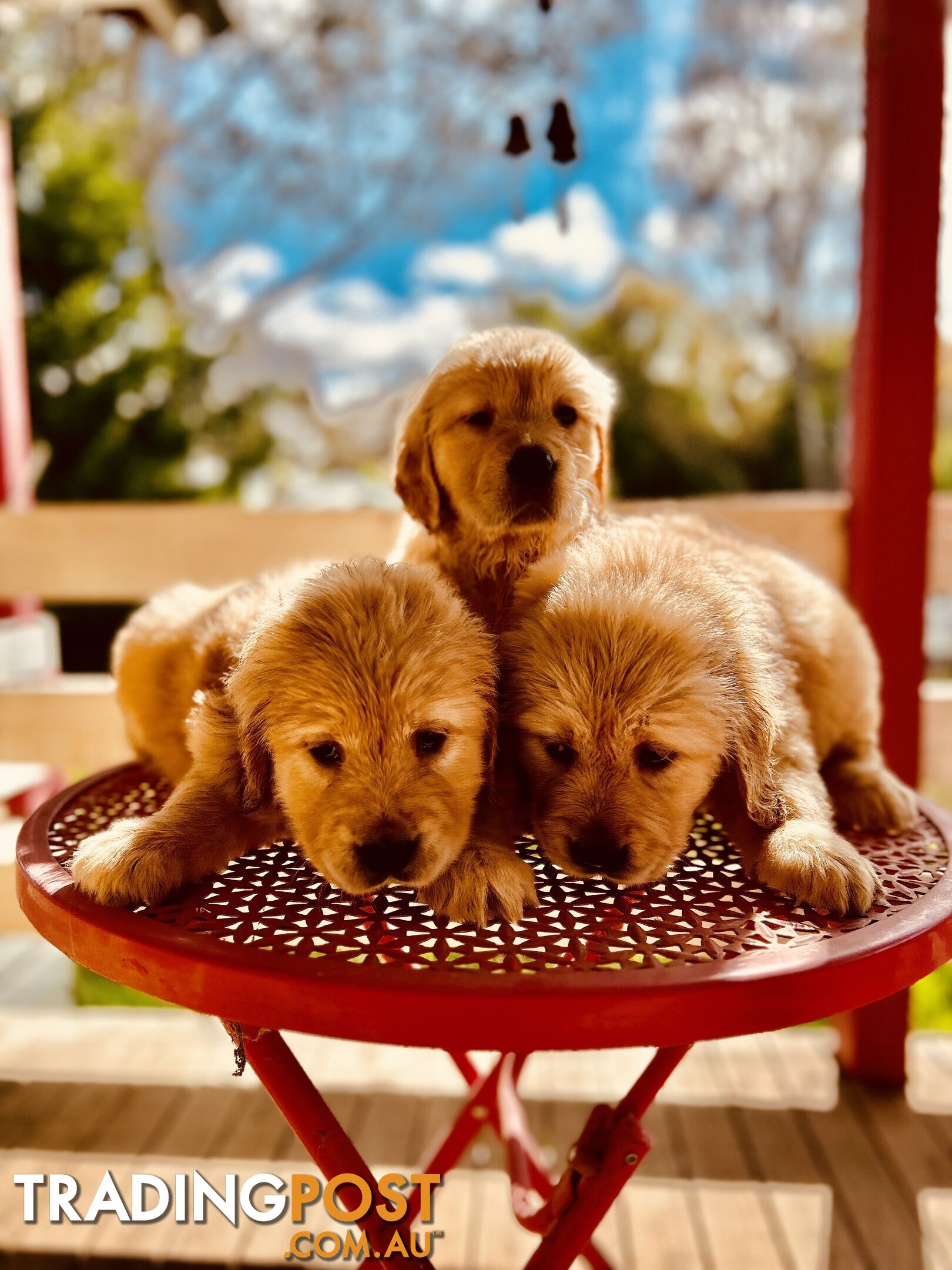 Golden Retriever puppies