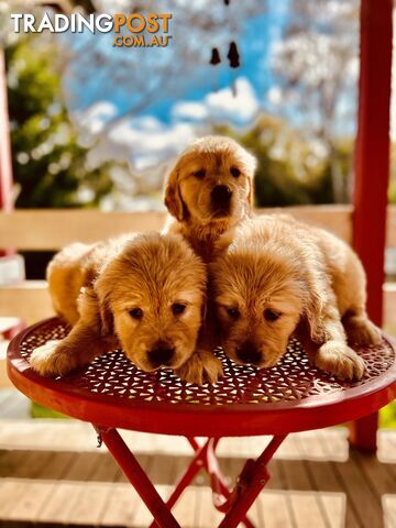 Golden Retriever puppies