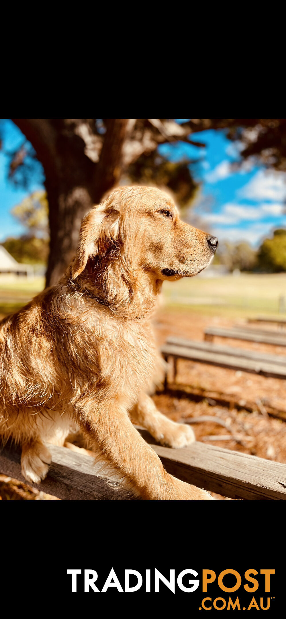 Golden Retriever puppies