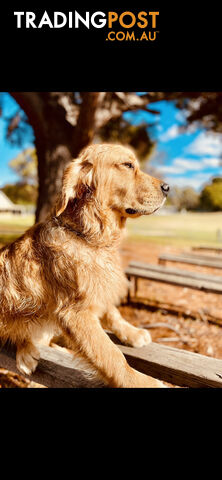 Golden Retriever puppies