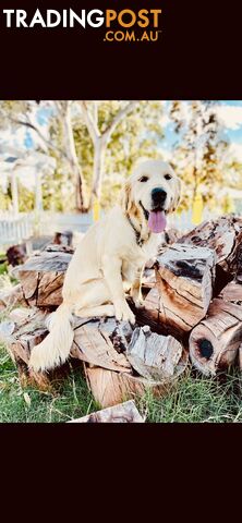 Golden Retriever puppies