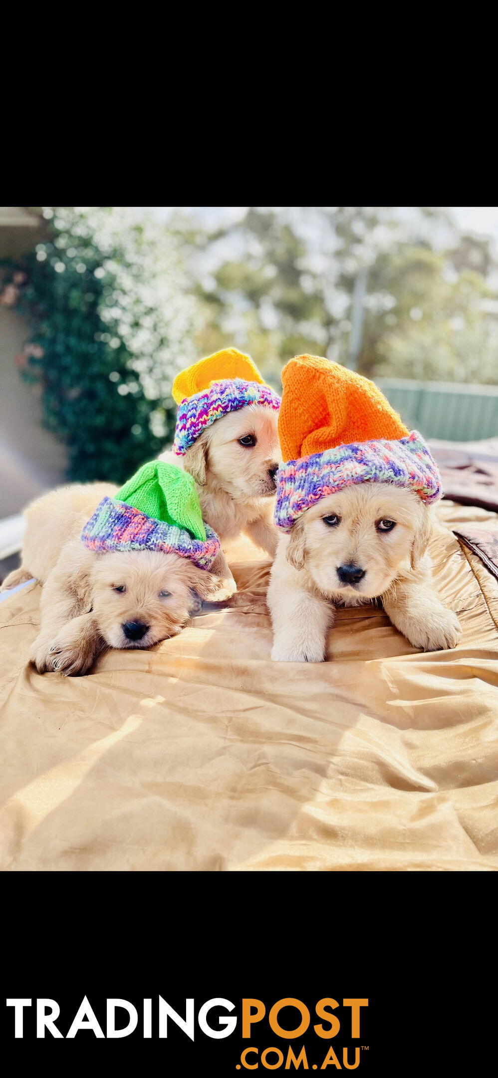 Golden Retriever puppies