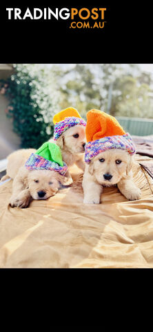 Golden Retriever puppies