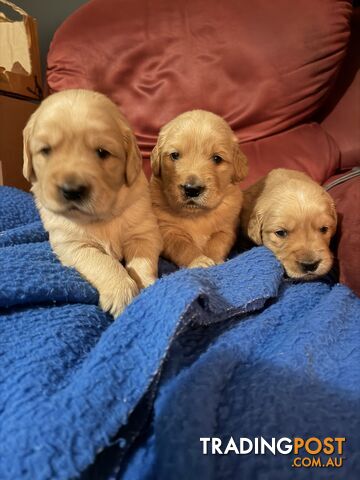 Golden Retriever puppies
