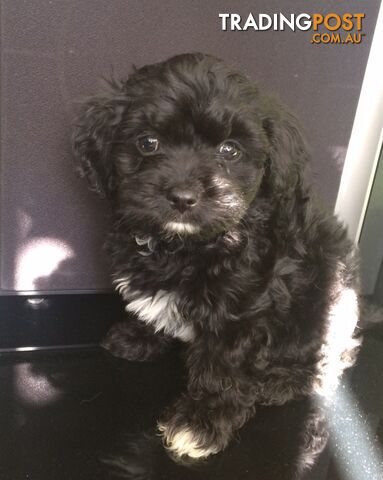 Beautiful Cavoodle x Maltese puppies