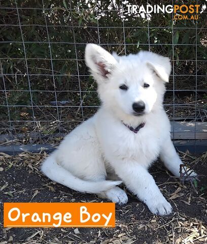 Adorable White Swiss shepherds