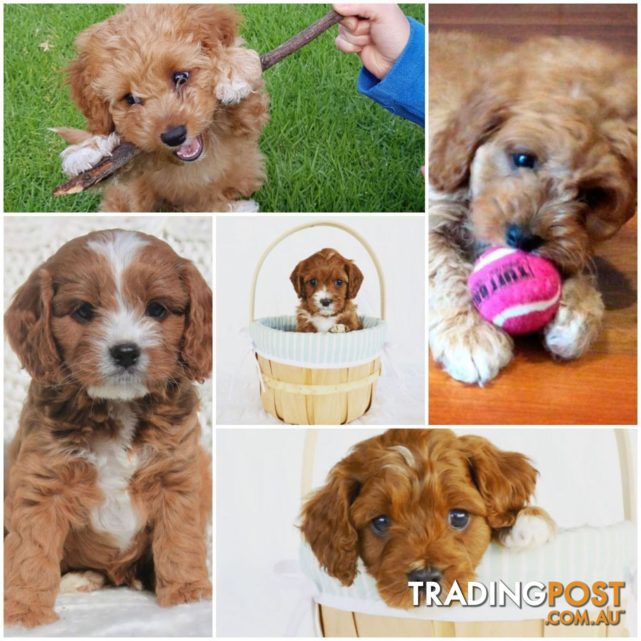 Red Toy Poodle STUD service only - Not for sale