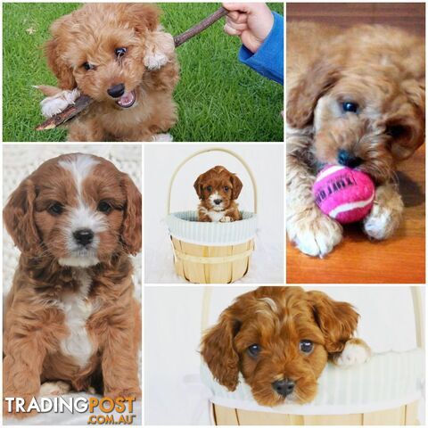 Red Toy Poodle STUD service only - Not for sale