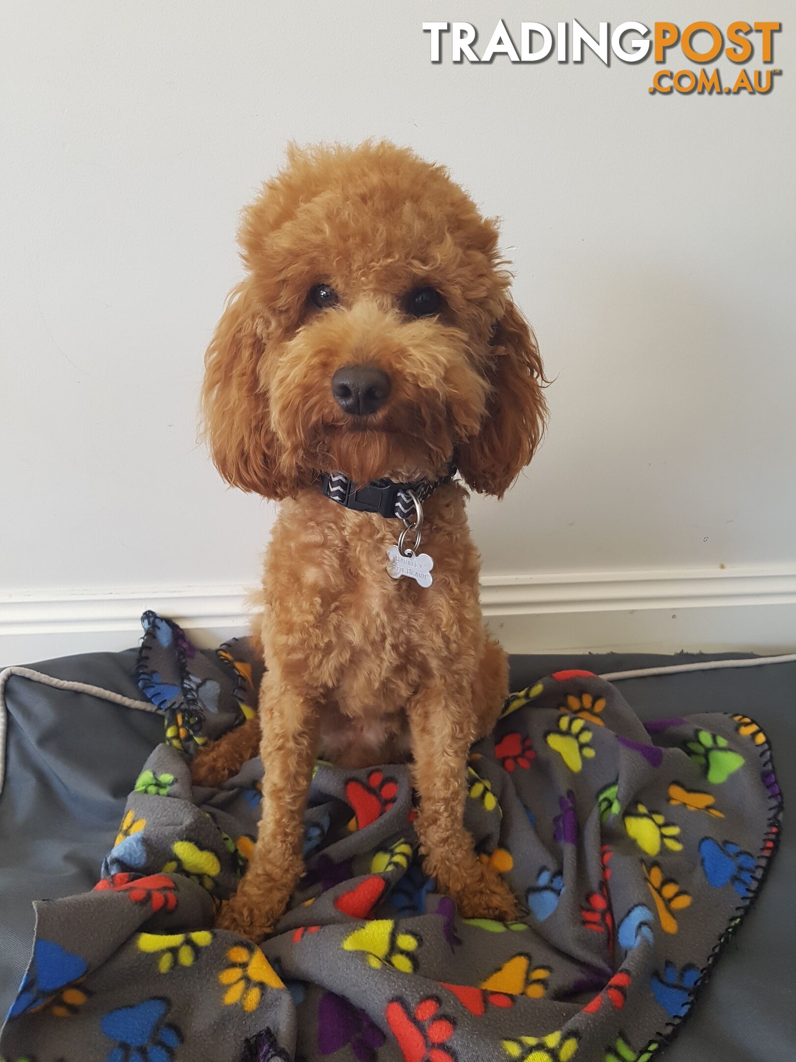 Red Toy Poodle STUD service only - Not for sale