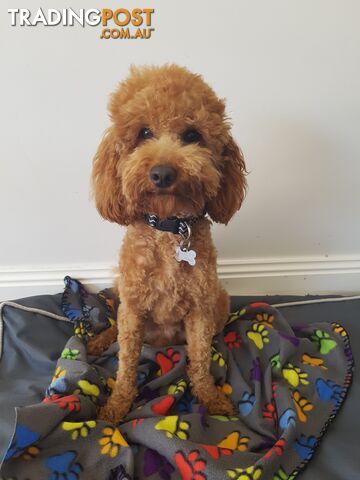 Red Toy Poodle STUD service only - Not for sale